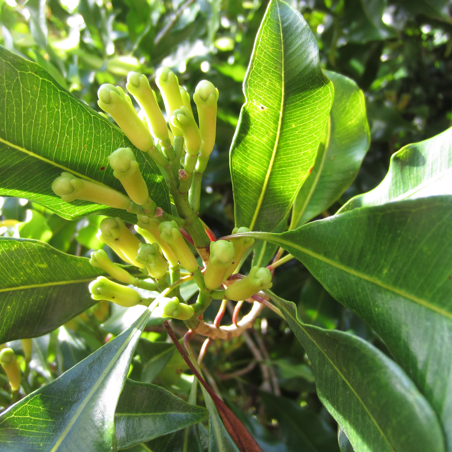 Clove (Bud) Essential Oil