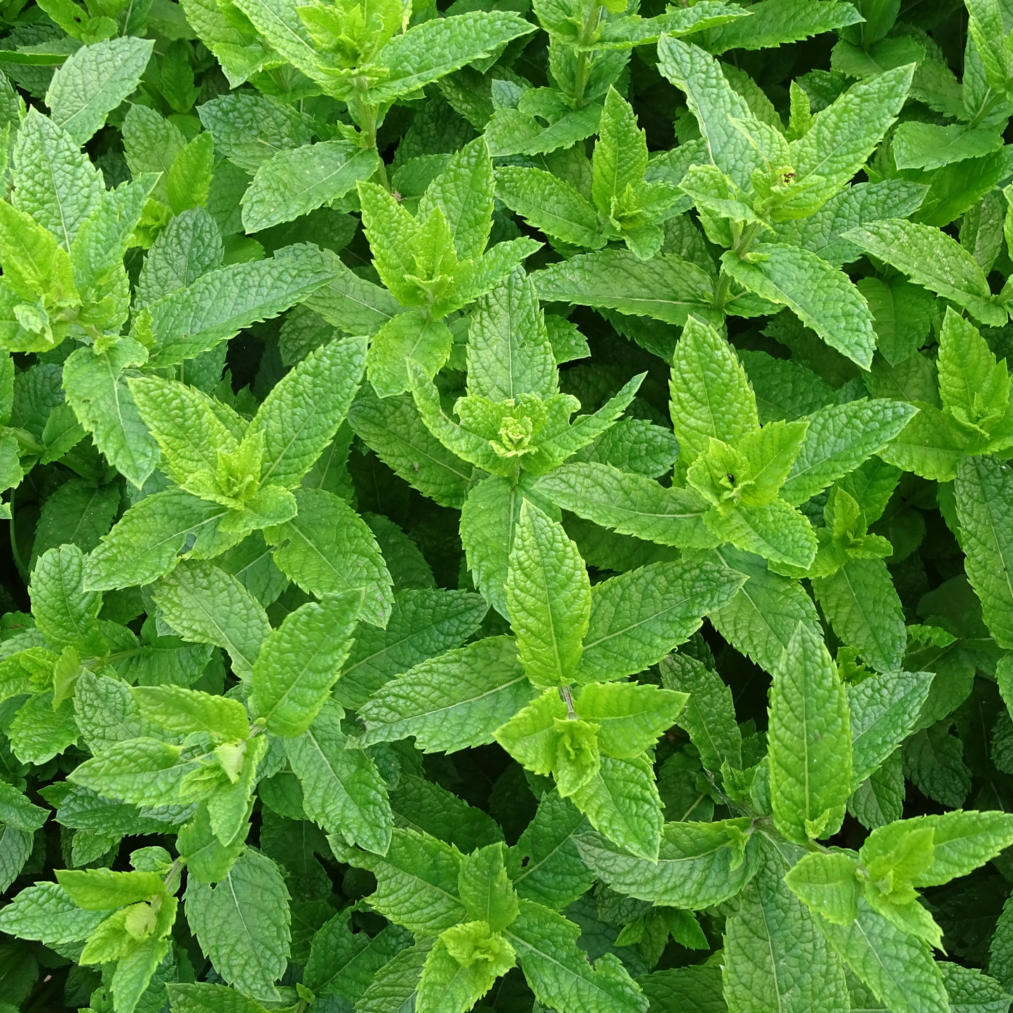 Peppermint (Japan) Essential Oil